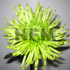 chrysanthemum spider mums green